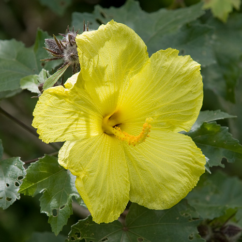 Yellow Hibiscus - State Flower
